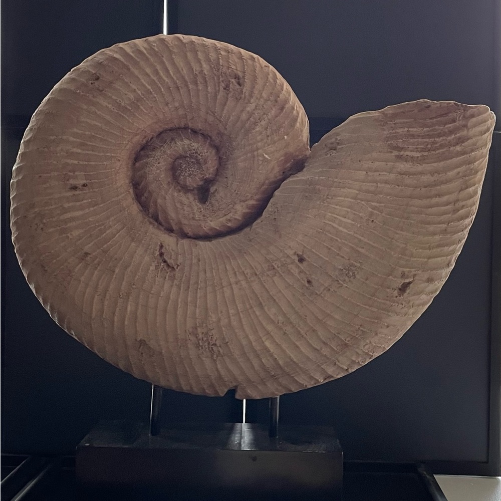 Design Toscanini Large Ammonite Fossil Sculpture On Museum Mount 18.5x18.5x4